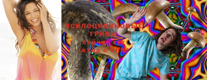 где продают   Армянск  Галлюциногенные грибы Psilocybine cubensis 